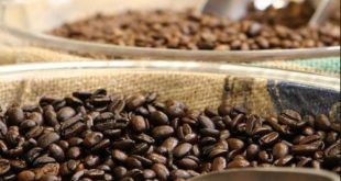 Coffee Gayo dan Toraja Bahan Dasar Blending Kopi Dunia