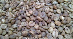 Mutu Kopi yang-disimpan-lama