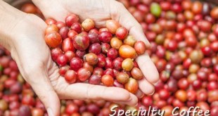 sejarah-specialty-kopi