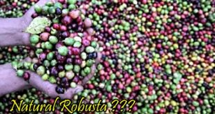 Mengapa Tak ada Penyebutan Natural Robusta