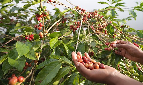 Mengapa Tak ada Penyebutan Natural Robusta