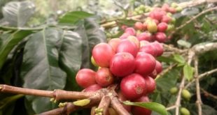 Inovasi Budidaya Kopi Saat Ini