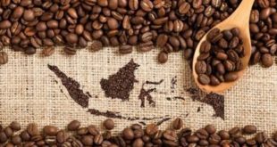 Kopi Indonesia di Mata Dunia