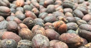 Mengenal Variant Wine Coffee
