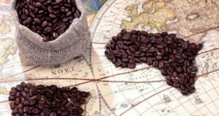 Sejarah Kopi Indonesia