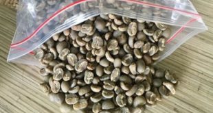 mengenal Kopi Specialty