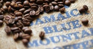 Positif dan Negatif Kafein kopi