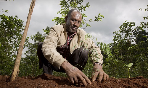 Ethiopia Kopi, Seperti Apa?