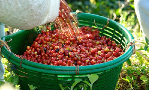Kopi Termahal Dengan Harga Fantastis Di Dunia