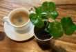 Mengenal Basic Menu Americano Coffee