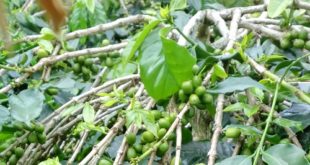 Negara Penghasil Kopi Terbesar di Dunia ?