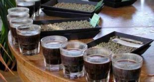 3rd Cupping Class