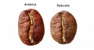 Arabica vs Robusta dalam perspektif Rasa