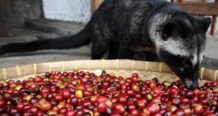 History Kopi Luwak Dulu dan Kini