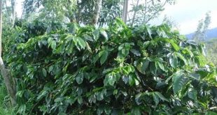 pentingnya Naungan Kopi