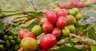 Karakter Dominan Kopi Gayo