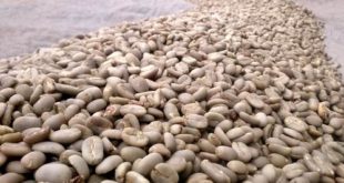 Peluang Ekspor Kopi Nusantara