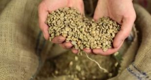 Penjelasan Grade Kopi Arabika