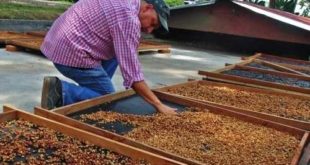 Rantai ekspor kopi indonesia