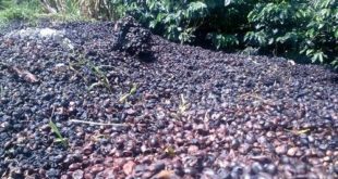 Kompos Ampas Kulit Kopi