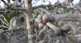 Kopi Vulcano kopinya Gunung Vulkanik