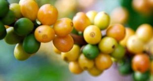 Varietas Populer Kopi Arabica