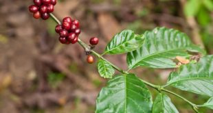 Pasar Robusta Indonesia di Dunia