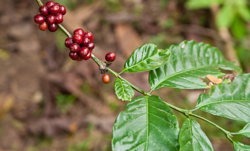 Pasar Robusta Indonesia di Dunia