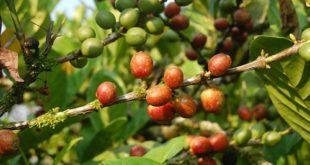 Liberica vs Excelsa Coffee