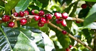 Apa Itu Geisha Coffee?