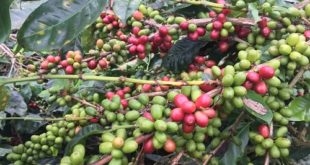 Organic Coffee, Apa Syaratnya?