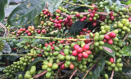 Organic Coffee, Apa Syaratnya?