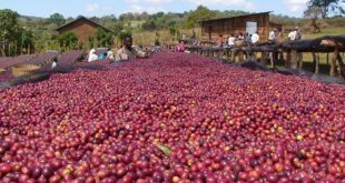 Ethiopia Kopi, Seperti Apa?