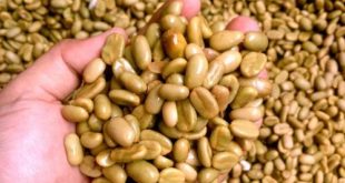 Fermentasi Kopi, untuk apa?