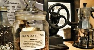 Karakter dominan kopi mandailing