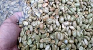 Semi Washed, Full Washed dan Dry Process