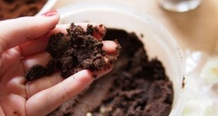 Teknologi Terapan dari Ampas Kopi