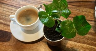 Ketika Petani Kopi Menyeduh Kopi