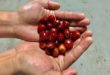 Empat Kunci Meningkatkan Keuntungan Petani Kopi