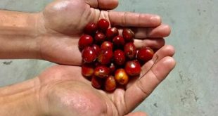 Empat Kunci Meningkatkan Keuntungan Petani Kopi