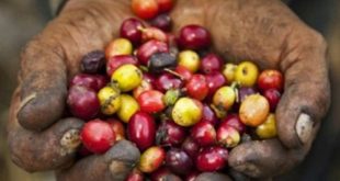 Konservasi Kopi Global untuk Masa Depan