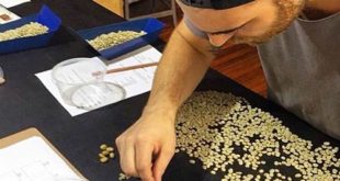 Green Grading Test, Tahap Menjadi Q Grader