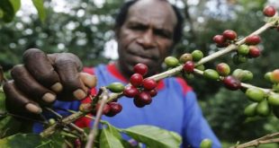 Karakteristik Dominan Kopi Wamena