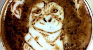Mengenal Kopi Ludah Monyet