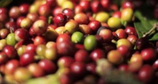 Mengenal Kopi Excelsa Wonosalam