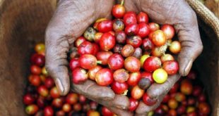 Fakta Tradisi Konsumsi Kopi di Kenya