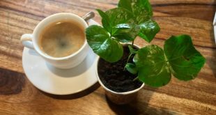 Mengenal Basic Menu Americano Coffee