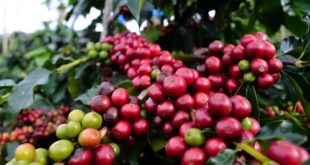 Varietas Kopi Di Dunia Bagian 1